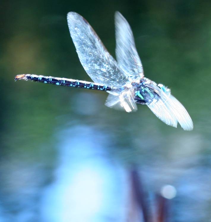 Dragonfly 2