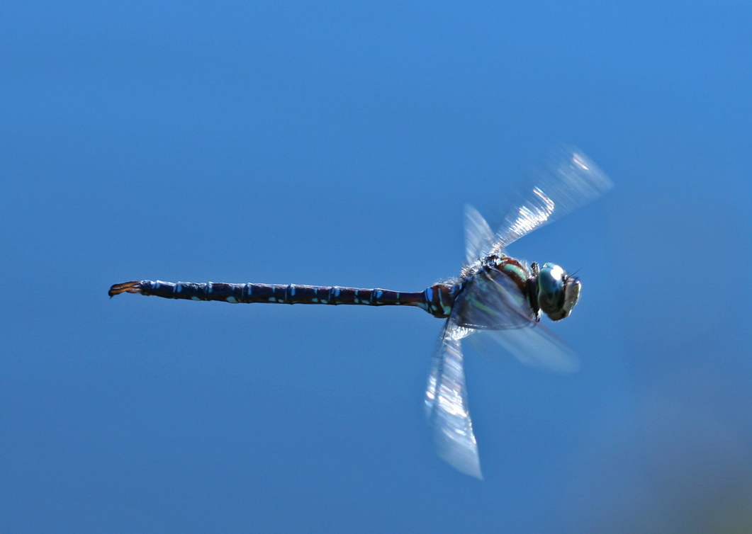 Lance-tipped Darner