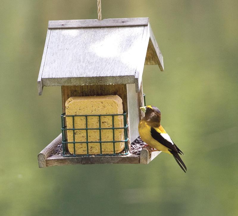 Evening Grosbeak Male Into it