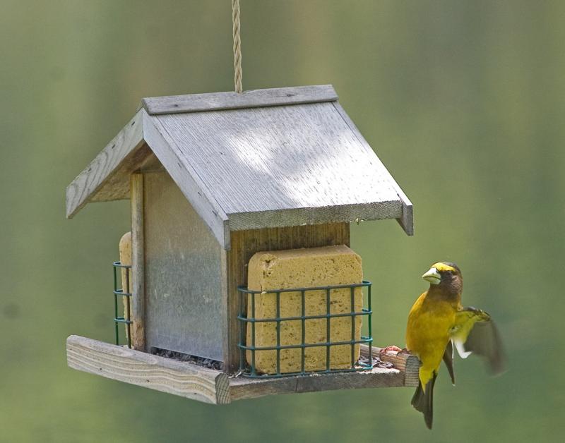 Evening Grosbeak Landing