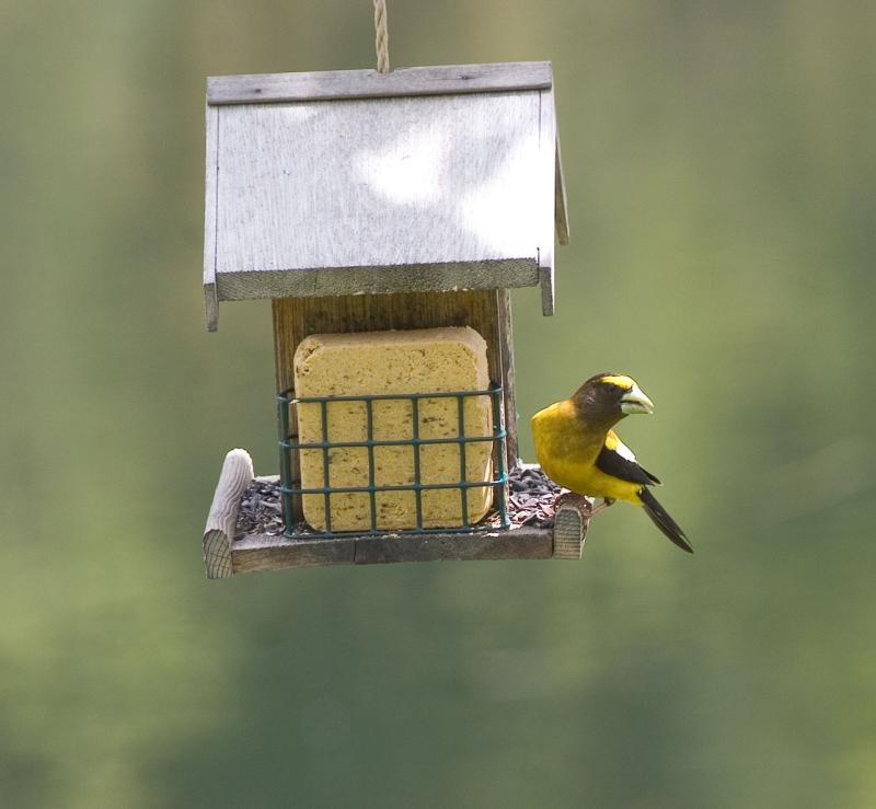 Evening Grosbeak Leaning