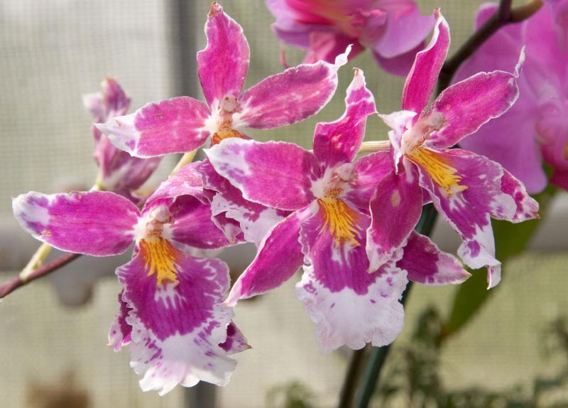 Four orchids