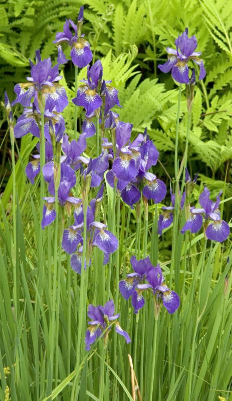 Marshy Iris