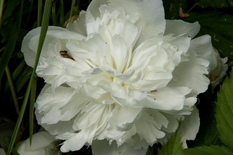 White Peony with ant