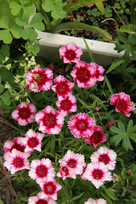 Sweet William