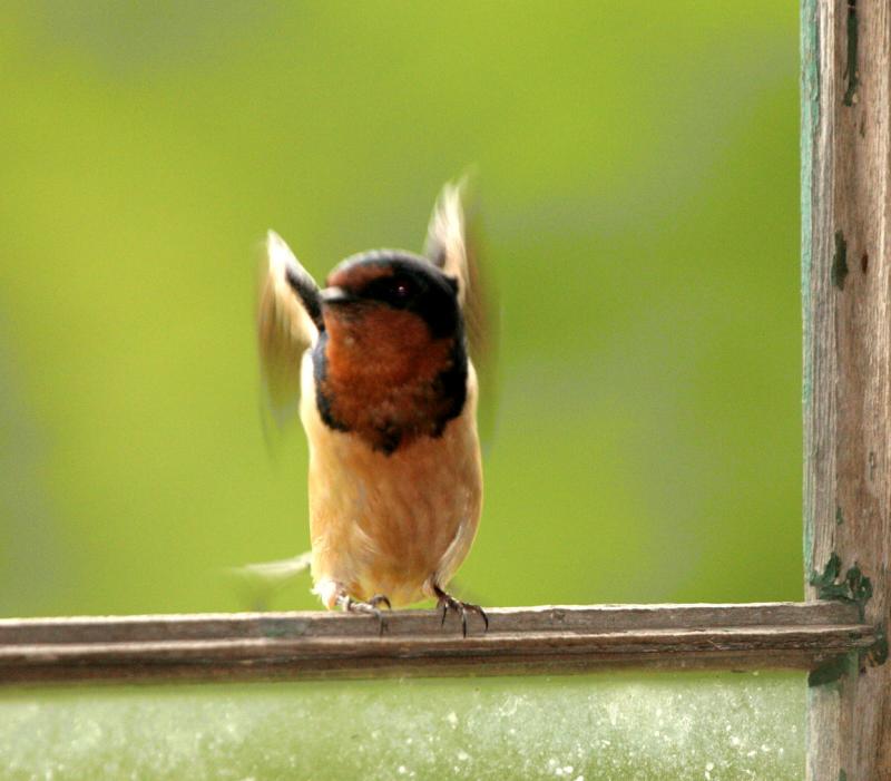 Mother barn swallow