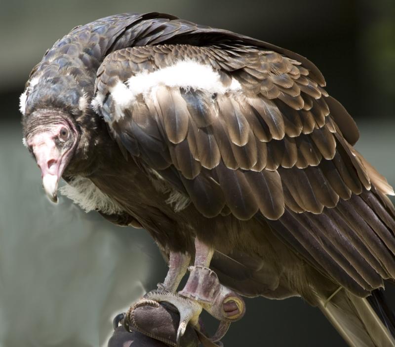 Turkey Vulture