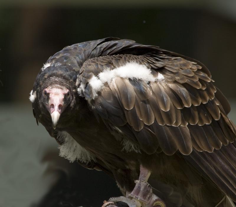 Turkey Vulture