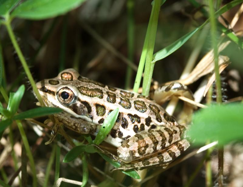 Pickerel Frog