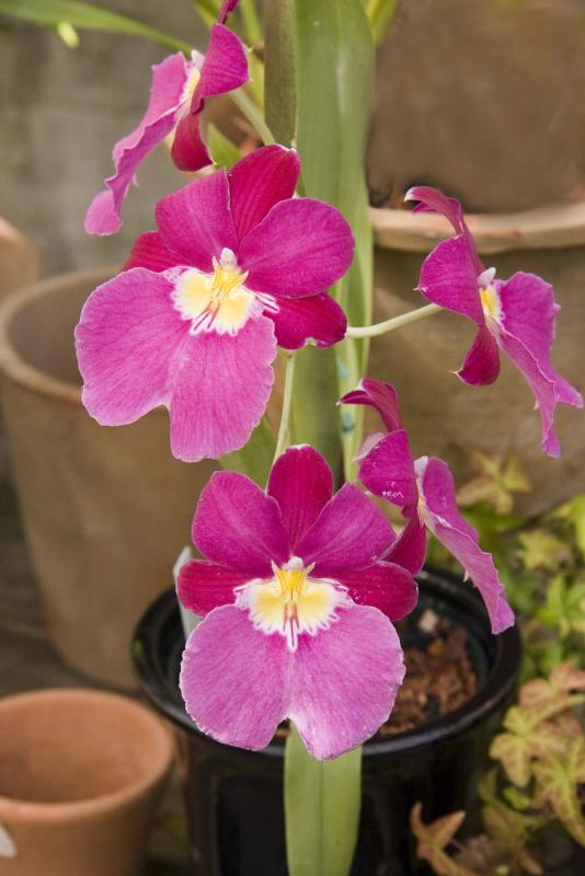 Miltonia Orchid