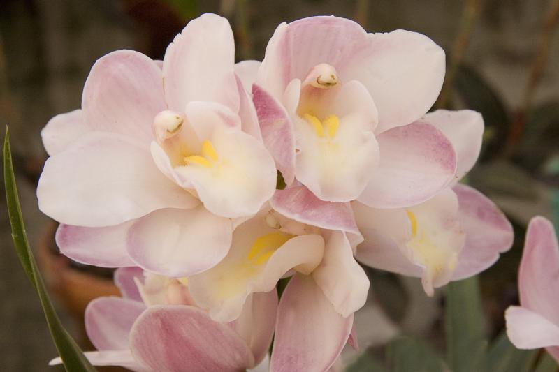 Cymbidium