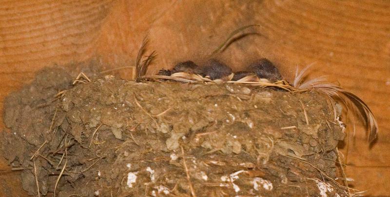 Sleeping Baby swallows