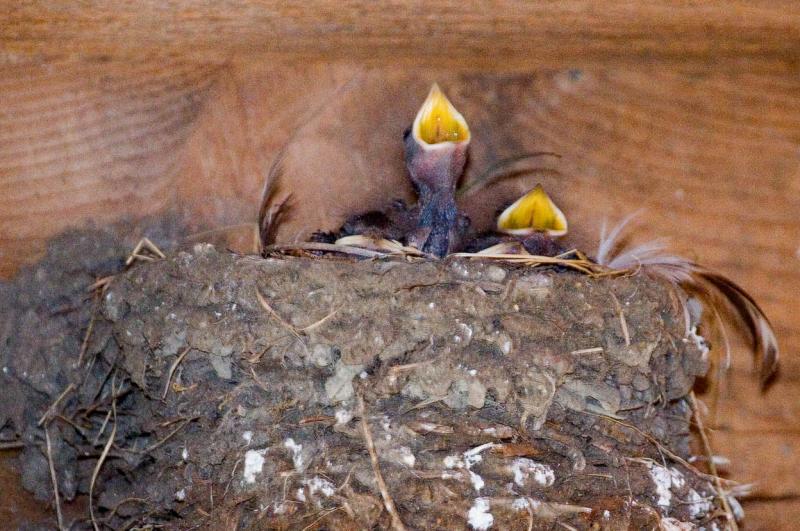 Barn Swallows Babies