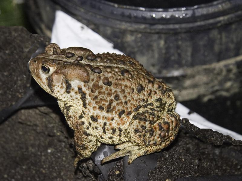 This toad