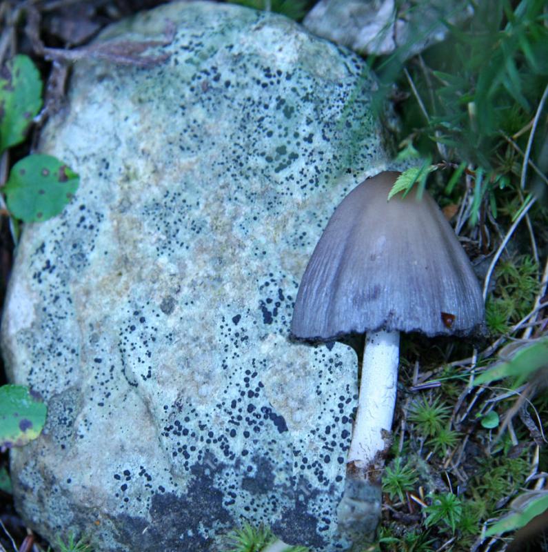 Lichen, Rock and Mushroom