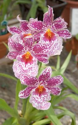 Magenta and White Orchid (Miltonia)