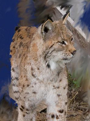 Captured Lynx