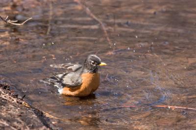 Preswim Mode Robin