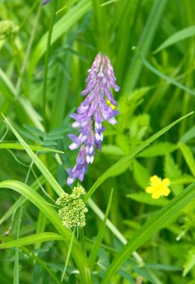 Lavender Wildflower