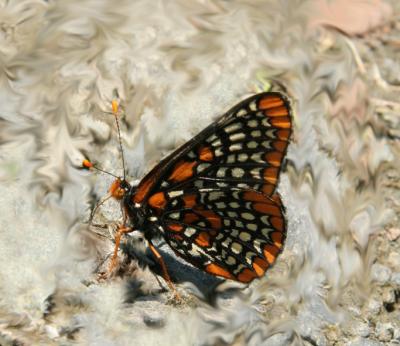 Baltimore Checkerspot