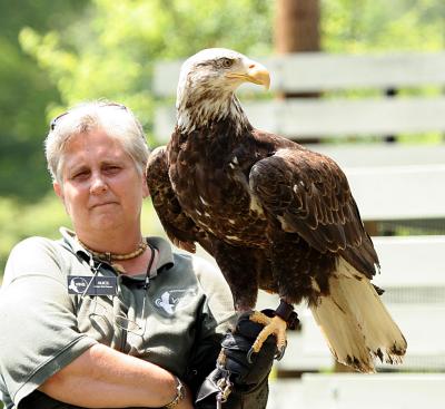 Alice & Adolescent Bald Eagle