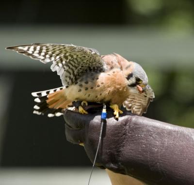 Kestrel eating