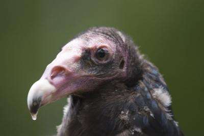 Turkey Vulture Head