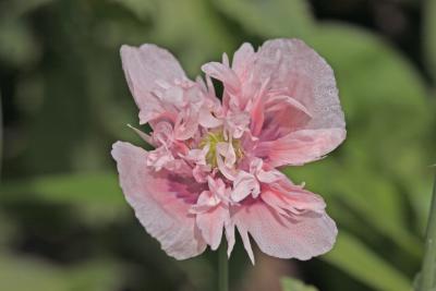 Anita's poppy