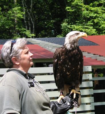 Immature Bald Eagle with Alice