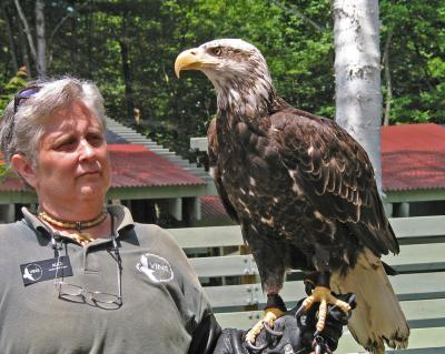 Imat. Bald Eagle