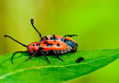 Red Milkweed Beetles (Tetraopes tetraopthalmus)