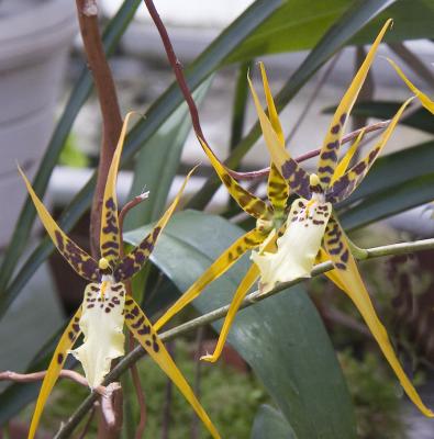 Aspasia orchid