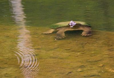 Snapper on Rock in Pond