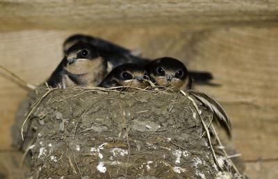 Barn Swallows: Toolshed vs Garage Broods