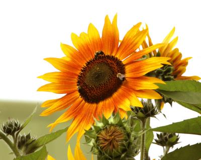 Three bees and sunflower