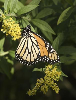 Male Monarch