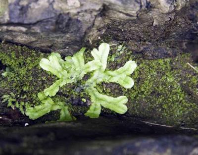 Liverwort