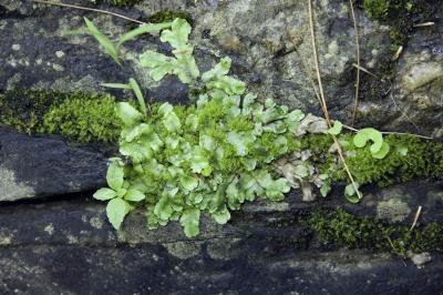 Moss, River and Rock