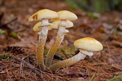 Leaning Mushroom