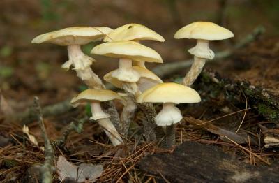 Mushroom clump