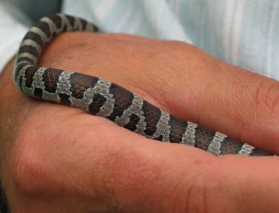 Milksnake Scales