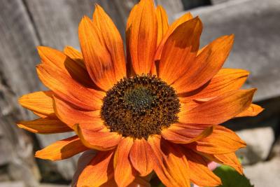 Red Sunflower