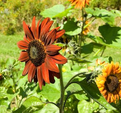 Red sunflower