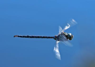 Lance-tipped Darner