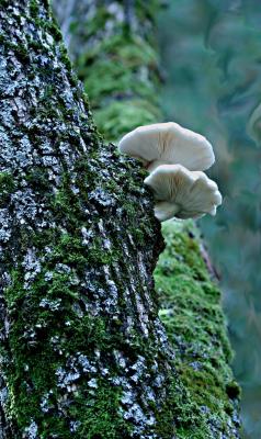 Mushrooms high on a tree