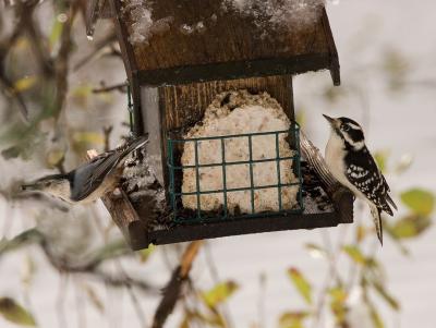 Nuthatch and woodpecker