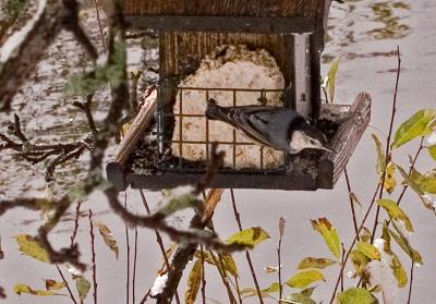 Same nuthatch bigger