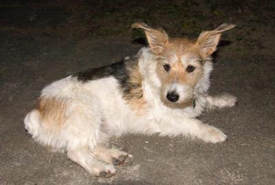 Wired Haired Jack Russell: Pebbles