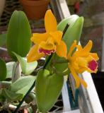 Cattleya Gold Orchid