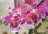 Four orchids